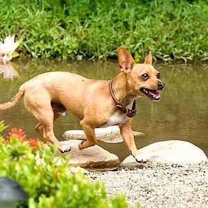 Fotoğraf Beverly Hills Çuvava