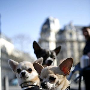 Fotoğraf Beverly Hills Çuvava