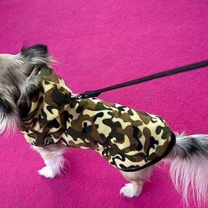 Fotoğraf Raja Gosnell