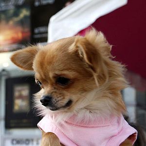 Fotoğraf Beverly Hills Çuvava