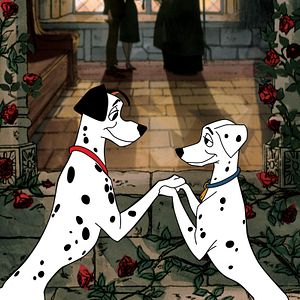 Fotoğraf 101 Dalmaçyalı