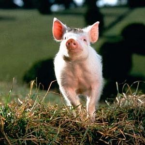 Fotoğraf Chris Noonan