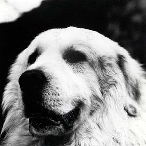 Fotoğraf Belle et Sébastien