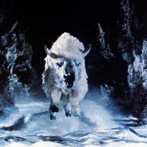 Fotoğraf The White Buffalo