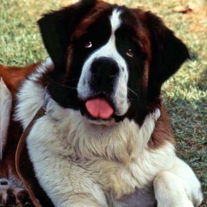 Fotoğraf Afacan Köpek Beethoven