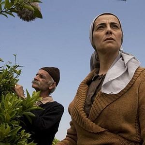 Fotoğraf Limon Ağacı