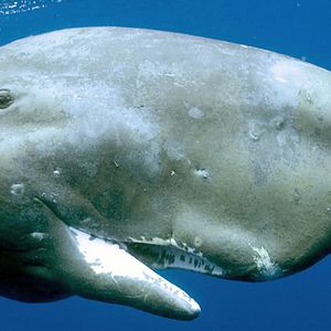 Fotoğraf Jean-Jacques Mantello