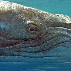 Fotoğraf Jean-Jacques Mantello