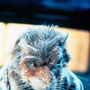 Fotoğraf Ninja Turtles