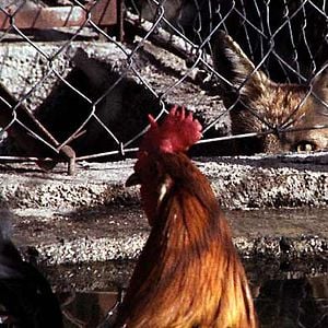 Fotoğraf Miguel Gomes