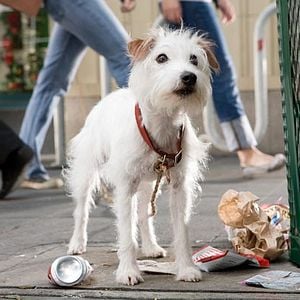 Fotoğraf Köpek Oteli