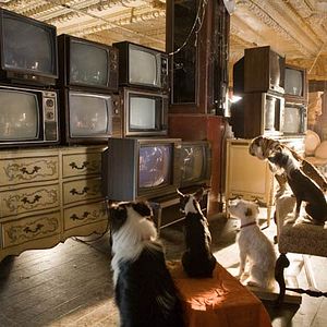 Fotoğraf Köpek Oteli