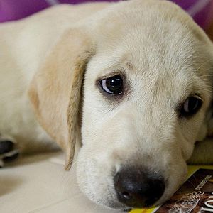 Fotoğraf David Frankel