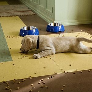 Fotoğraf David Frankel