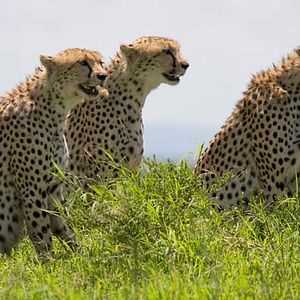 Fotoğraf Keith Scholey