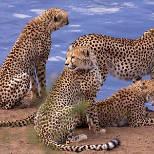 Fotoğraf Alastair Fothergill