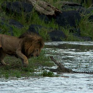 Fotoğraf Alastair Fothergill