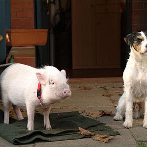 Fotoğraf Da Kommt Kalle