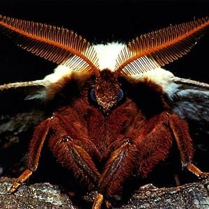 Fotoğraf Çayırın Sakinleri