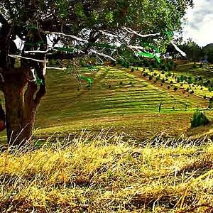 Fotoğraf Shahram Alidi