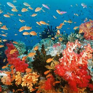 Fotoğraf Okyanus Dünyası 3D