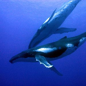 Fotoğraf Okyanus Dünyası 3D