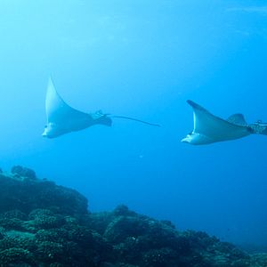 Fotoğraf Jean-Jacques Mantello