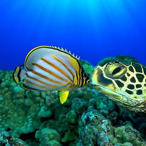 Fotoğraf Jean-Jacques Mantello