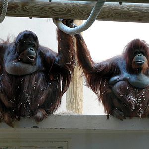 Fotoğraf Nicolas Philibert