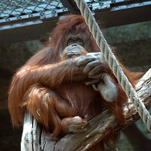 Fotoğraf Nicolas Philibert