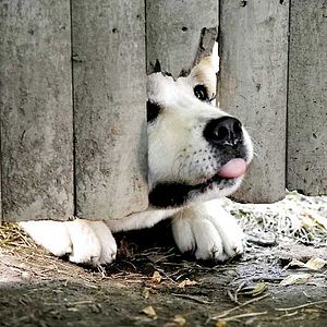 Fotoğraf Hachi: A Dog’s Tale