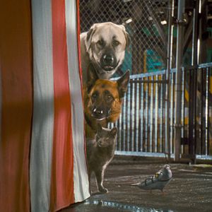 Fotoğraf Kevin Lima