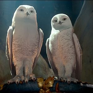 Fotoğraf Baykuş Krallığı Efsanesi