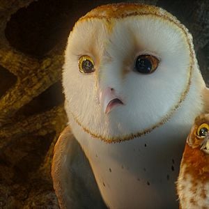 Fotoğraf Baykuş Krallığı Efsanesi