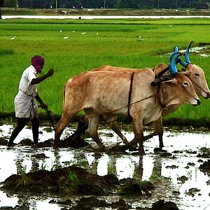 Fotoğraf Sorun Küresel, Çözüm Yerel