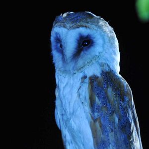 Fotoğraf The Fourth Kind