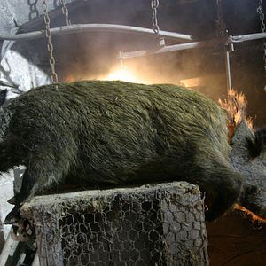 Fotoğraf Darwin 2.0