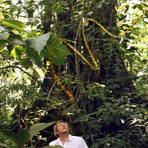 Fotoğraf Uzun Kuyruk