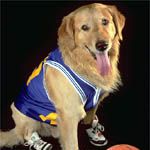 Fotoğraf Sayı Kralı Buddy