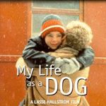 Fotoğraf Bir Köpek Olarak Hayatım