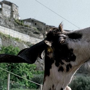 Fotoğraf Le Quattro Volte