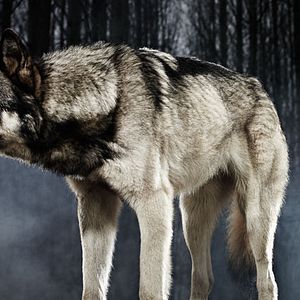 Fotoğraf Riese: Kingdom Falling