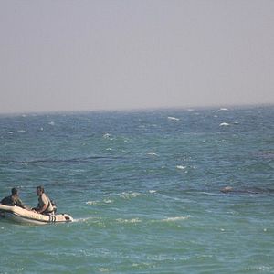 Fotoğraf Mega Shark vs Crocosaurus