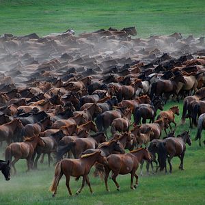 Fotoğraf Byambasuren Davaa