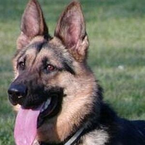 Fotoğraf Pulsar Köpek