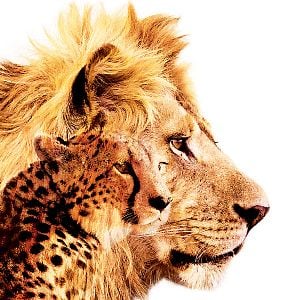 Fotoğraf Afrika Kedileri