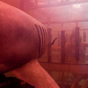 Fotoğraf Katil Köpekbalığı