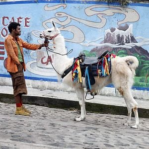 Fotoğraf Uzun Kuyruk