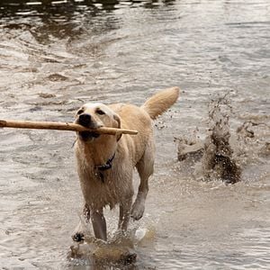 Fotoğraf Katil Köpekbalığı