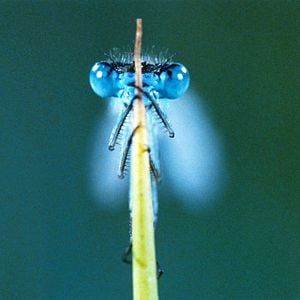 Fotoğraf Marie Pérennou